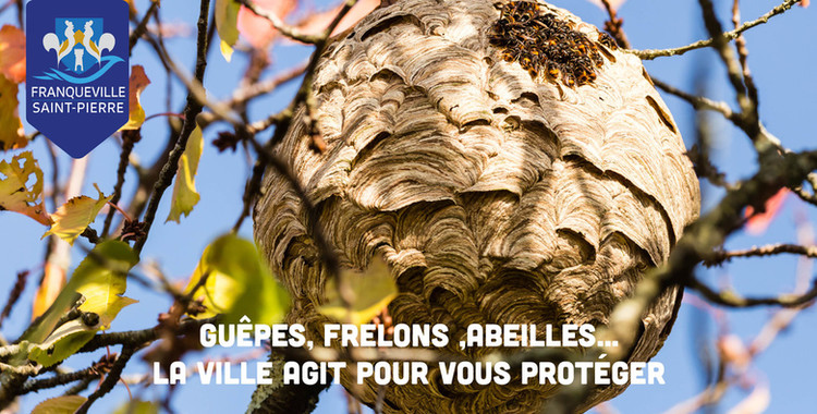 Frelon asiatique : la Ville renforce sa protection